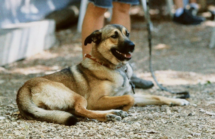 Chien accompagné par Culture K9
