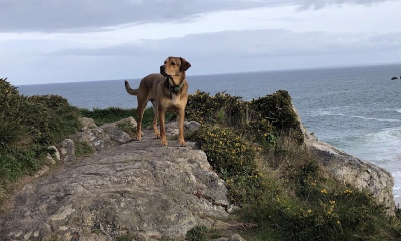 Chien accompagné par Culture K9