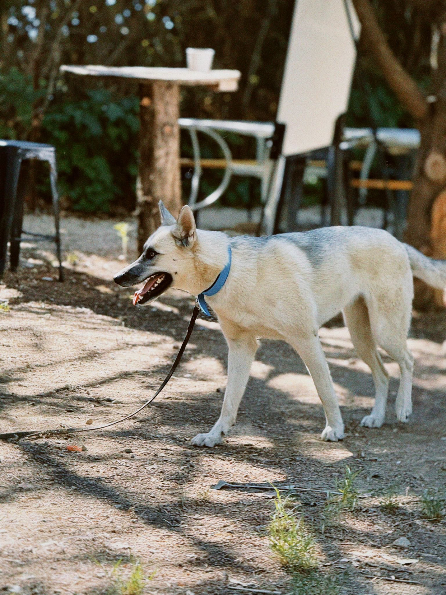 Chien accompagné par Culture K9